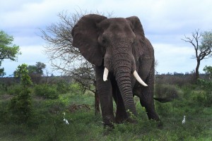 Elefante