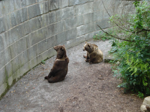 Os ursos de Berna
