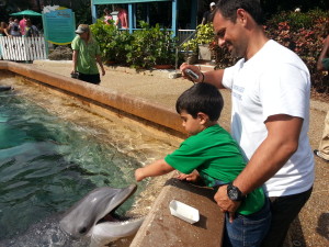 Alimentar os golfinhos no Dolphin Cove do Sea World.