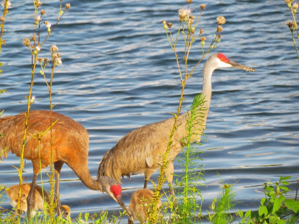 Cranes