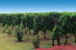 Vinhedos no Uruguay