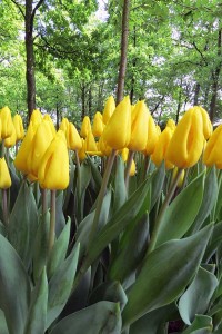 Tulipas no Keukenhof (Holanda)