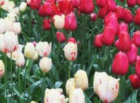 Tulipas no Keukenhof (Holanda)