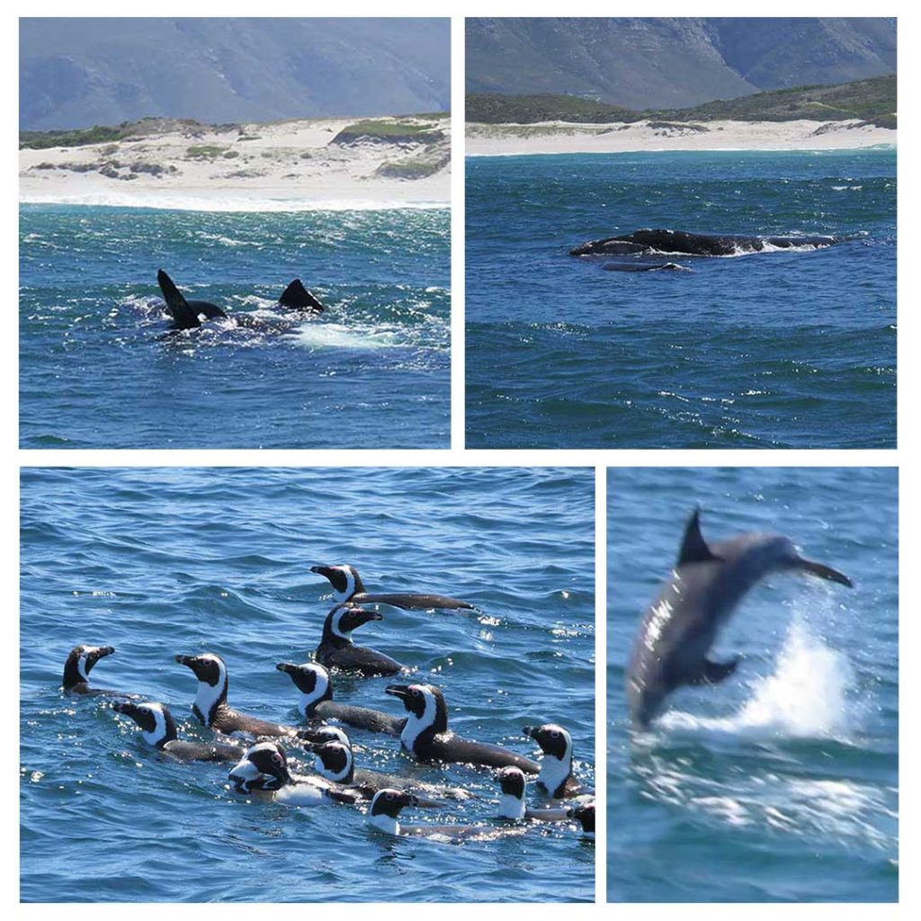 É bem difícil ver as baleias, mas os golfinhos e os pinguins fazem a festa