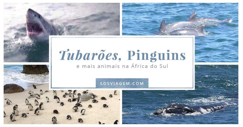 Tubarões, pinguins, baleias e golfinhos na África do Sul