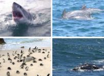 Tubarões, pinguins, baleias e golfinhos na África do Sul
