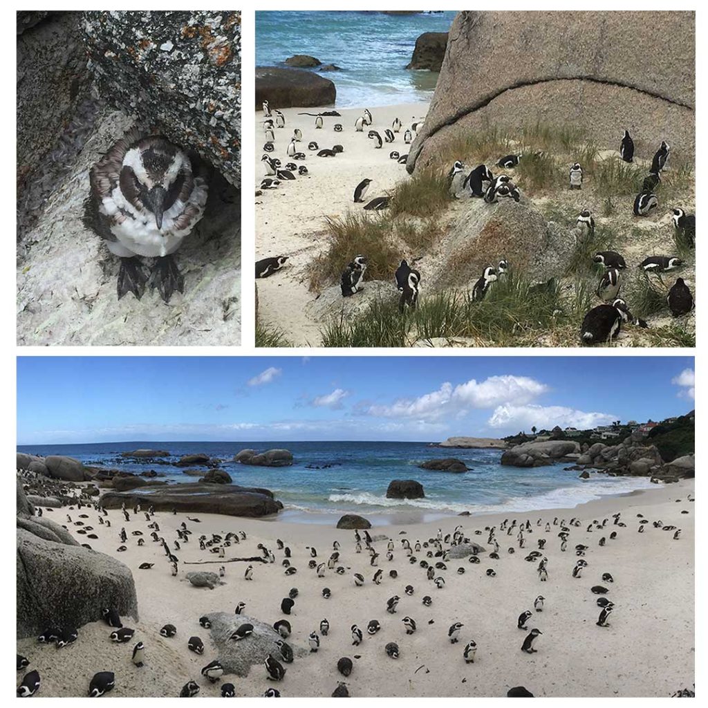 Imagina uma praia cobertade pinguins. Na África do Sul tem.