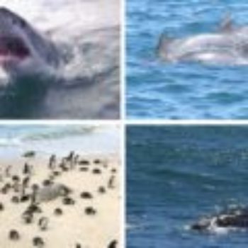 Tubarões, pinguins, baleias e golfinhos na África do Sul