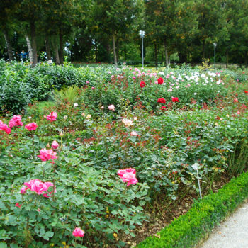 Jardim das Rosas